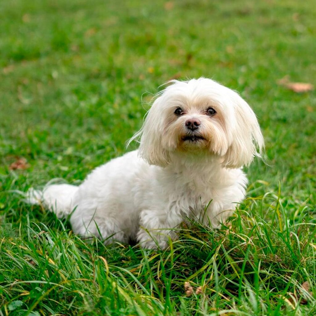 Cachorro Bichon Maltes en Padul, Granada - Criadero el Molino