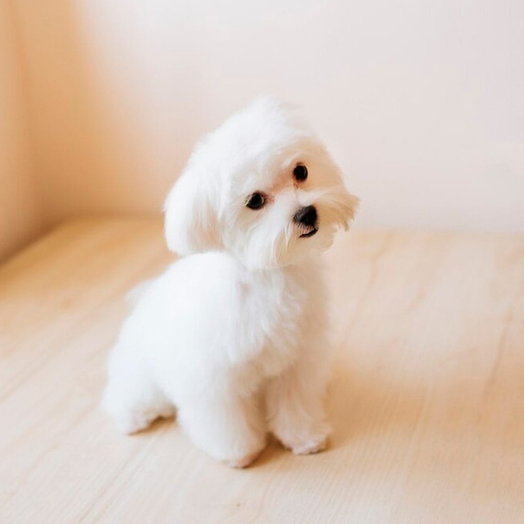Cachorro Bichon Maltes en Padul, Granada - Criadero el Molino