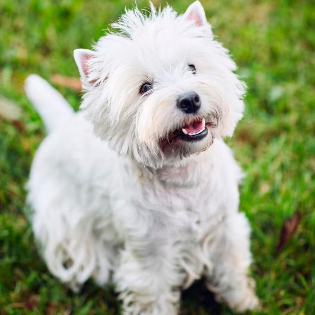 Cachorro West Highland Terrier en Padul, Granada - Criadero el Molino