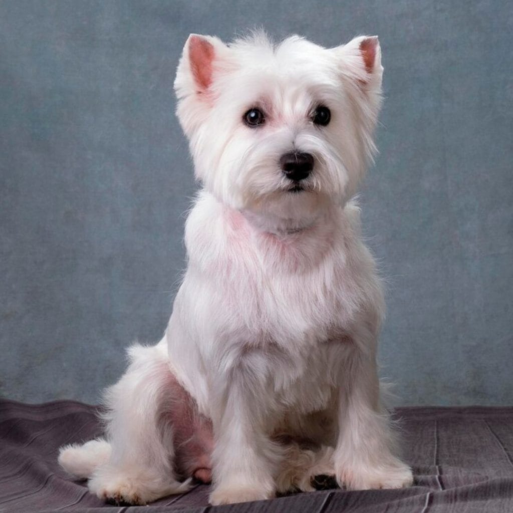 Cachorro West Highland Terrier en Padul, Granada - Criadero el Molino