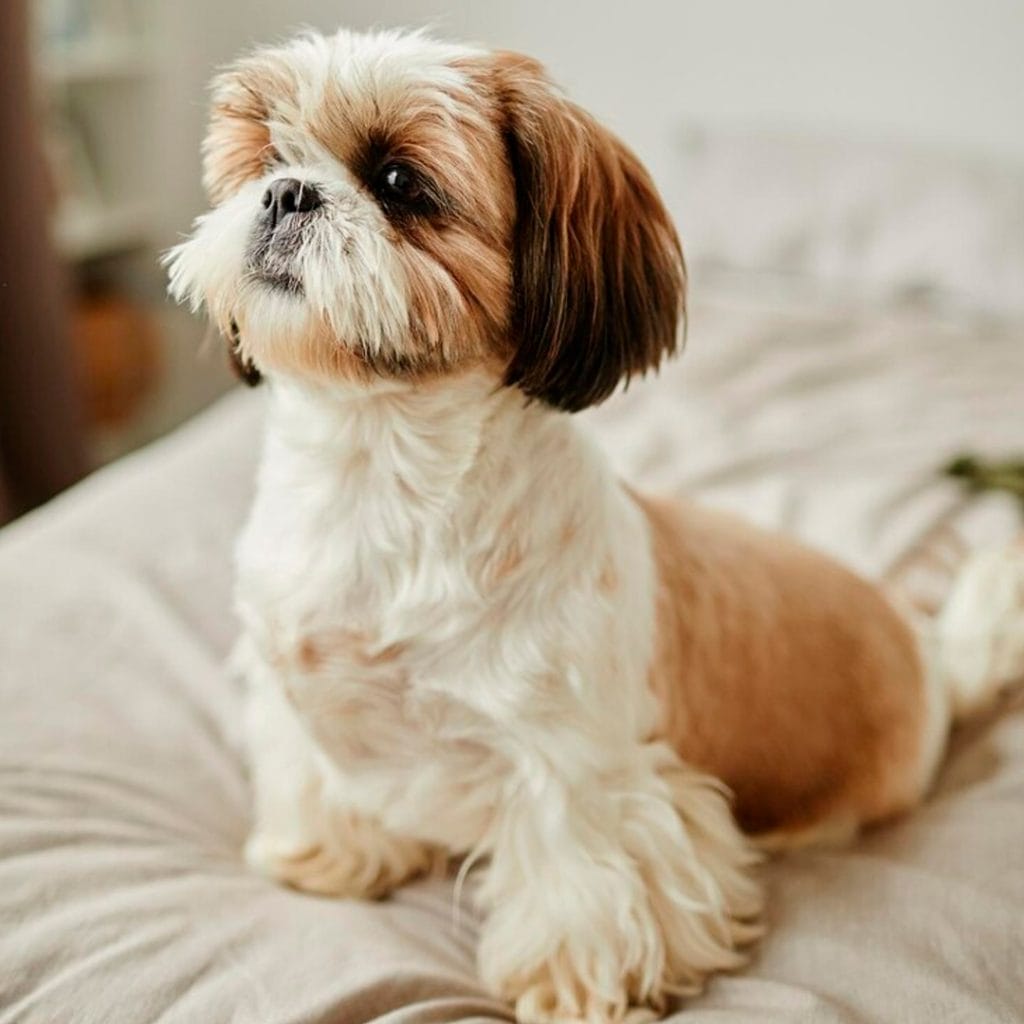 Cachorro Shih Tzu en Padul, Granada - Criadero el Molino