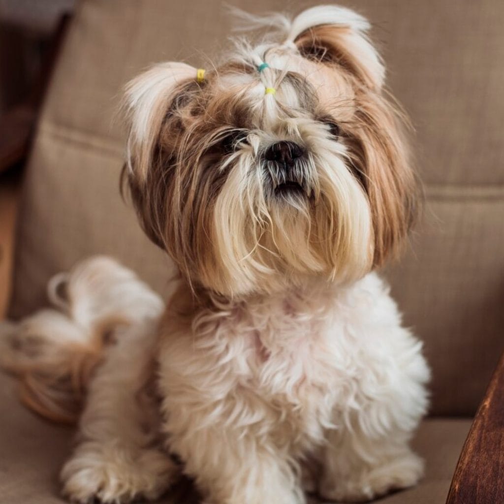 Cachorro Shih Tzu en Padul, Granada - Criadero el Molino