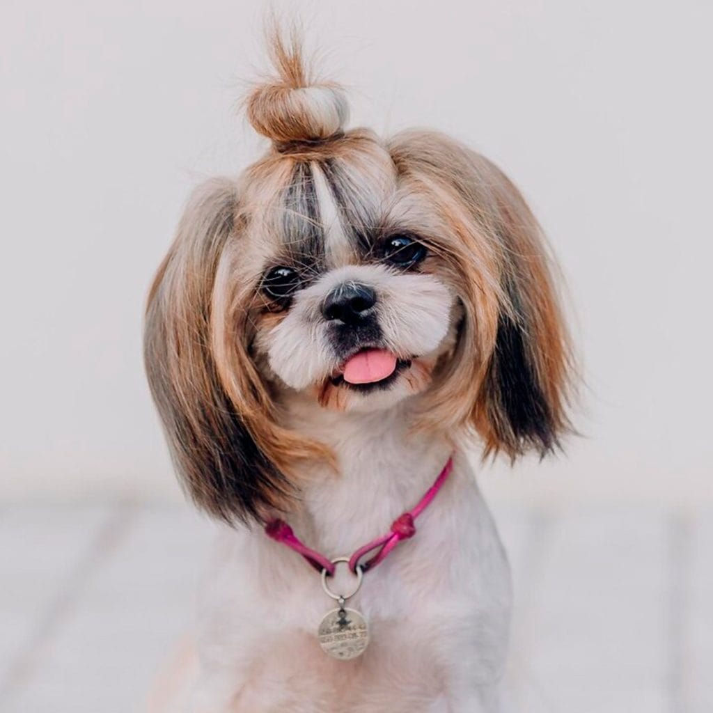 Cachorro Shih Tzu en Padul, Granada - Criadero el Molino