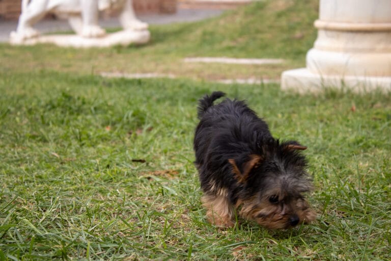 Cachorro Yorkshire Terrier en Padul, Granada – Criadero el Molino