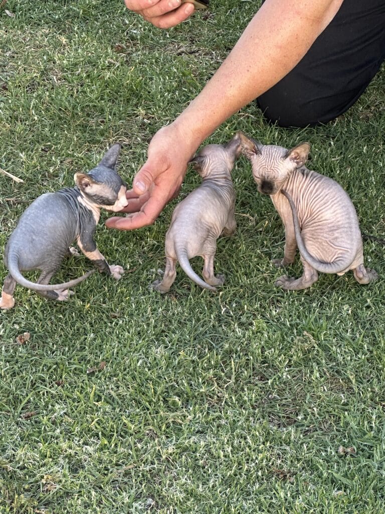 Gato Esfinge en Padul, Granada – Criadero el Molino
