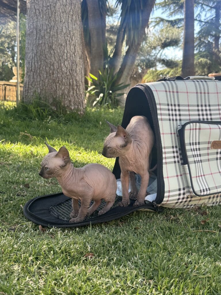 Gato Esfinge en Padul, Granada – Criadero el Molino