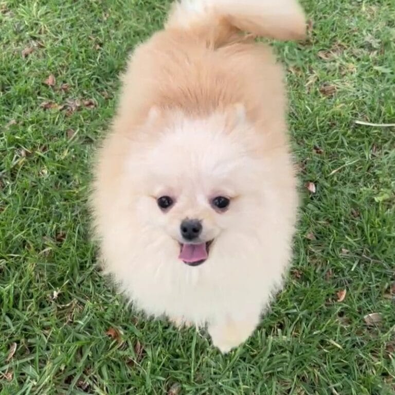 Cachorro Lulú de Pomerania en Padul, Granada – Criadero el Molino