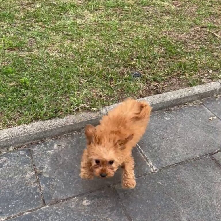 Cachorro Maltipoo en Padul, Granada – Criadero el Molino