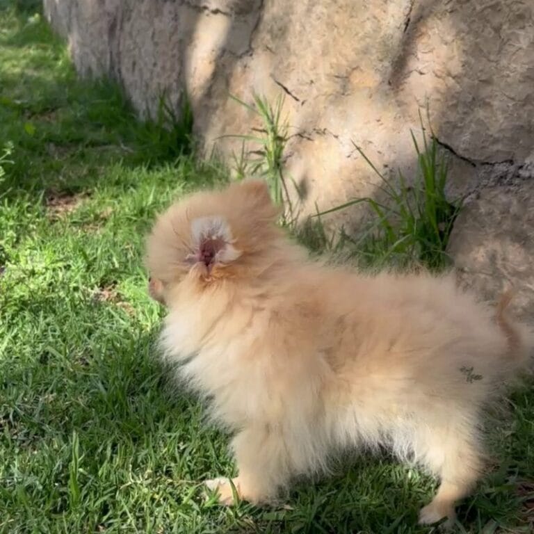 Cachorro Lulú de Pomerania en Padul, Granada – Criadero el Molino