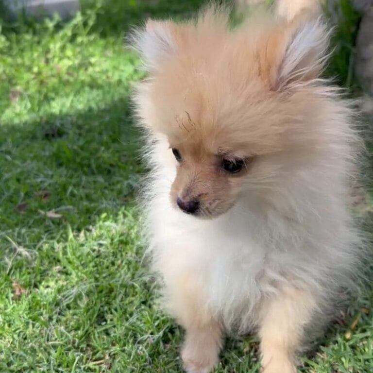 Cachorro Lulú de Pomerania en Padul, Granada – Criadero el Molino