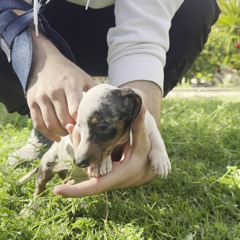 Cachorro Teckel en Padul, Granada – Criadero el Molino