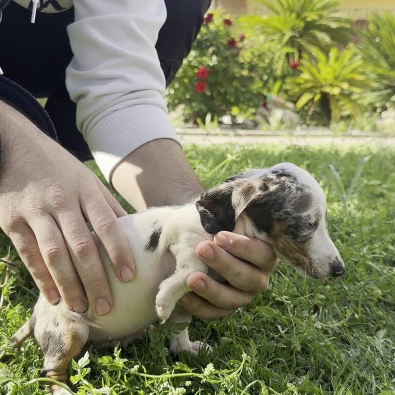 Cachorro Teckel en Padul, Granada – Criadero el Molino