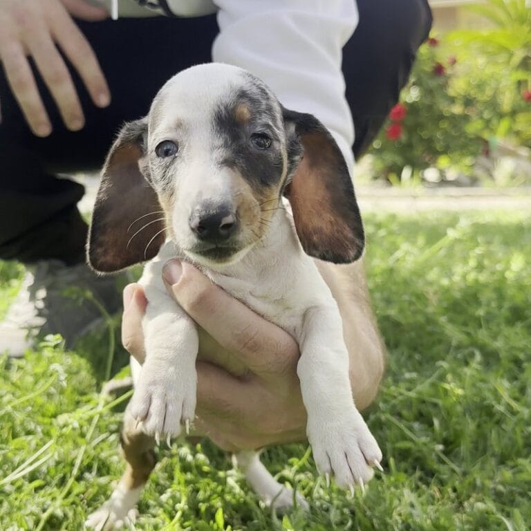 Cachorros Shih Tzu y Bichón Maltés en Padul, Granada – Criadero el Molino