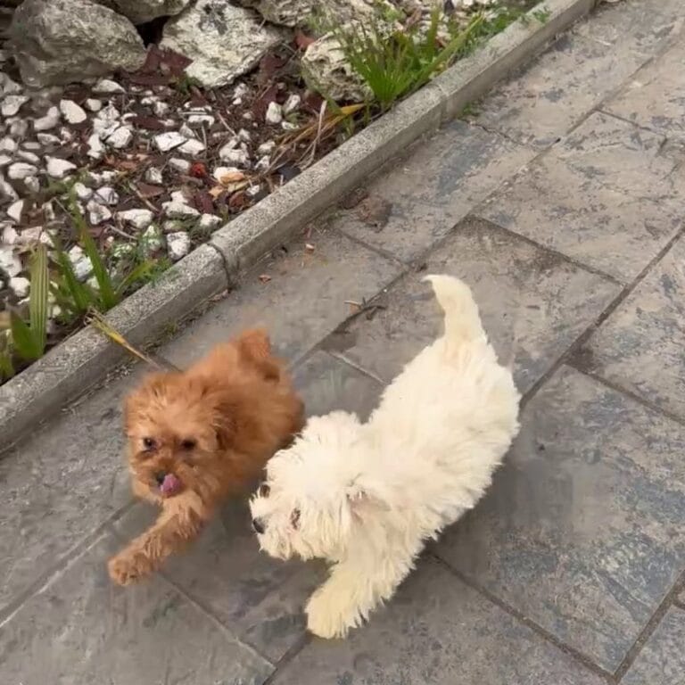 Cachorros en Padul, Granada – Criadero el Molino