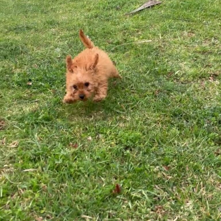 Cachorro Maltipoo en Padul, Granada – Criadero el Molino