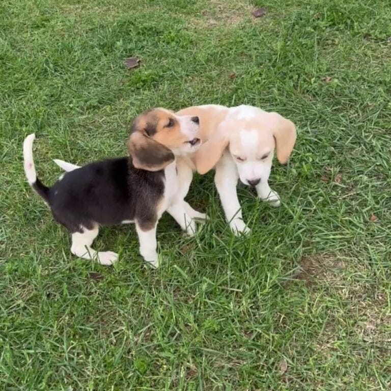Cachorros Beagle en Padul, Granada – Criadero el Molino
