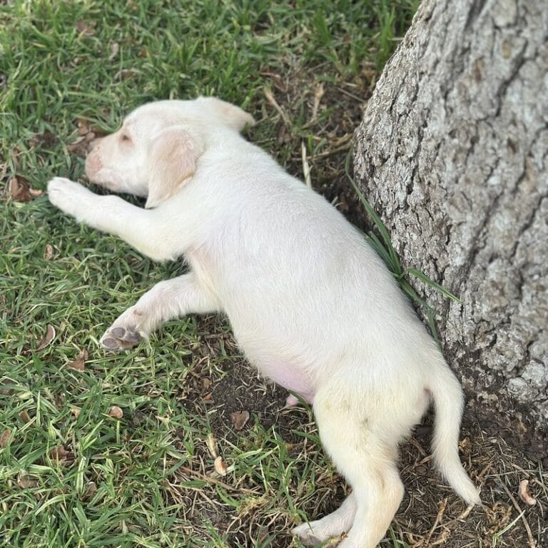 Cachorro en Padul, Granada – Criadero el Molino