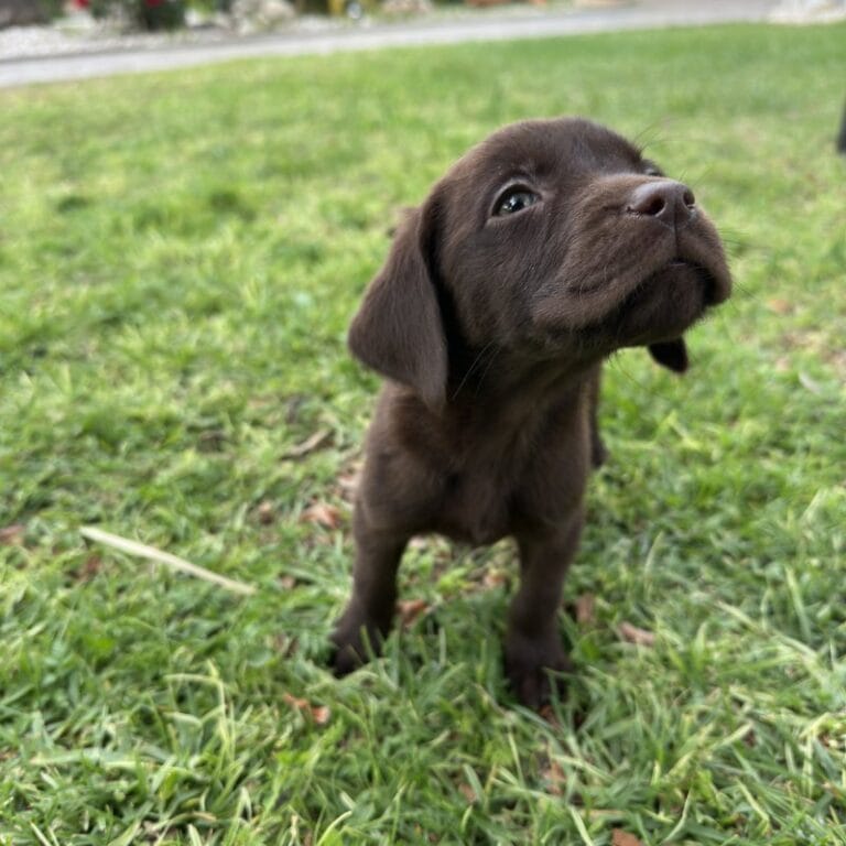 Cachorro en Padul, Granada – Criadero el Molino