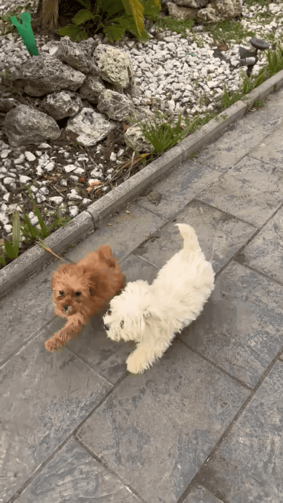 Cachorro en Padul, Granada – Criadero el Molino
