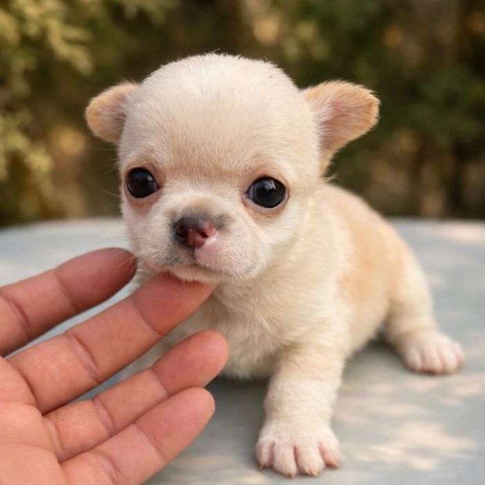 Chihuahua