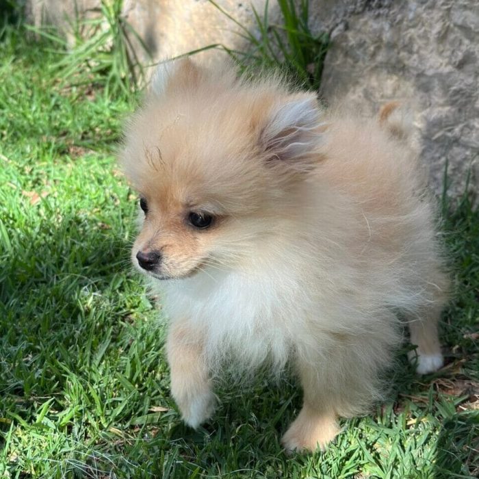 Cachorro Lulú de Pomerania en Padul, Granada – Criadero el Molino
