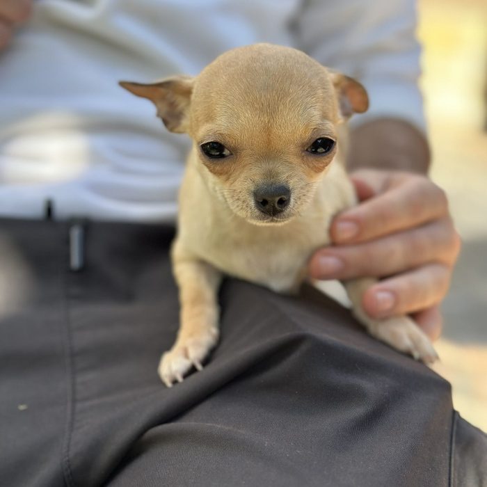 Cachorro Chihuahua en Padul, Granada – Criadero el Molino