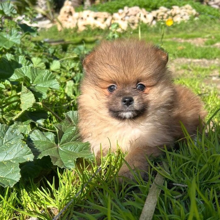 Lulu de Pomeranian
