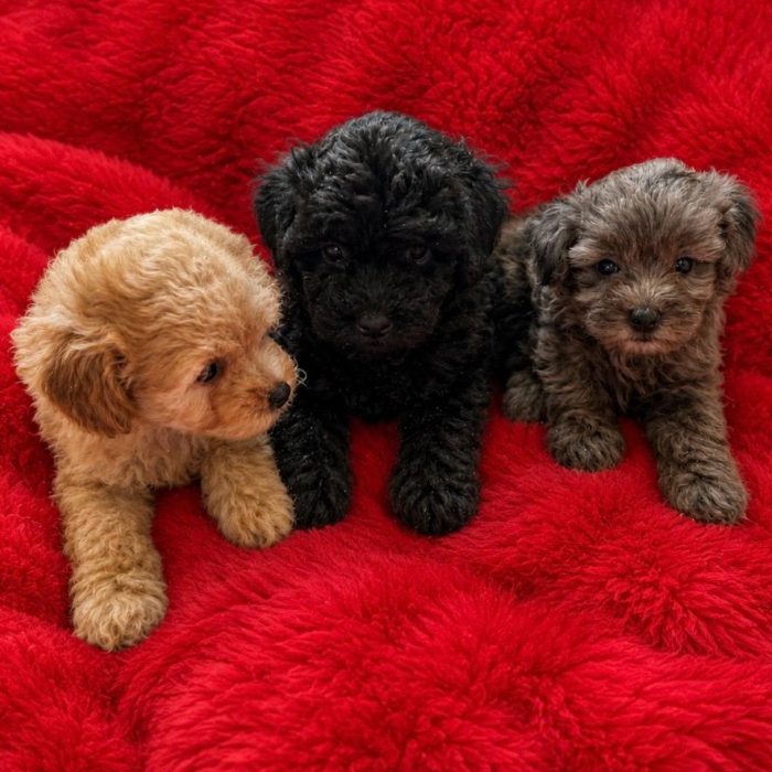 Maltipoo