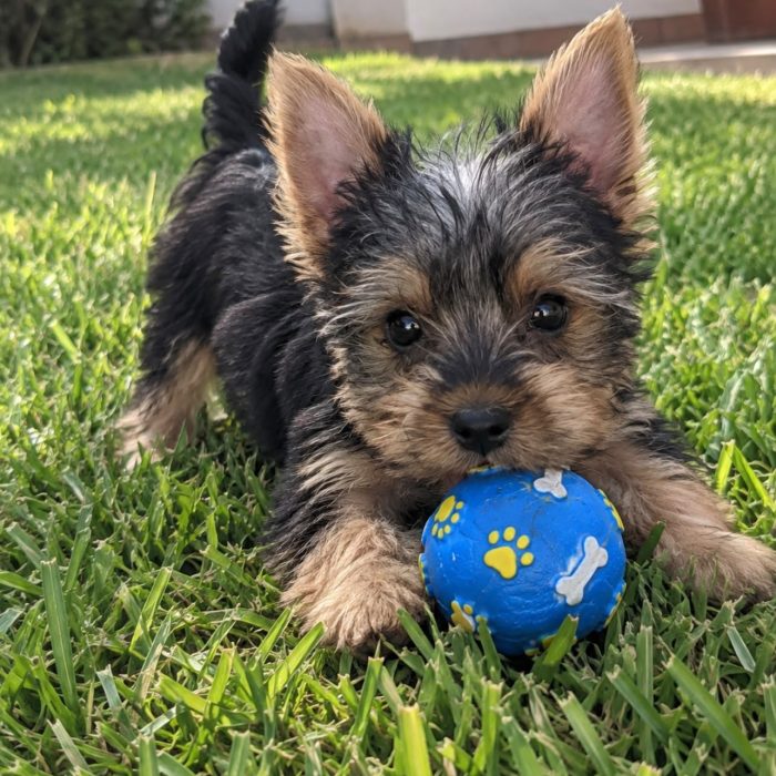 Yorkshire Terrier