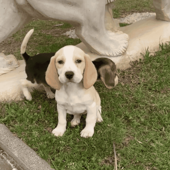Cachorro Beagle en Padul, Granada – Criadero el Molino