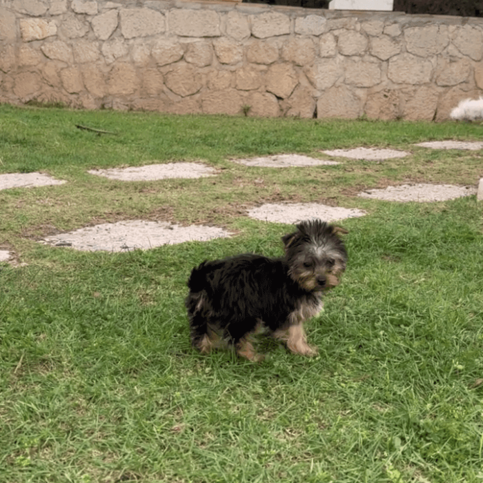 Cachorro Yorkshire Terrier en Padul, Granada – Criadero el Molino