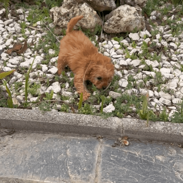Cachorro Maltipoo en Padul, Granada – Criadero el Molino