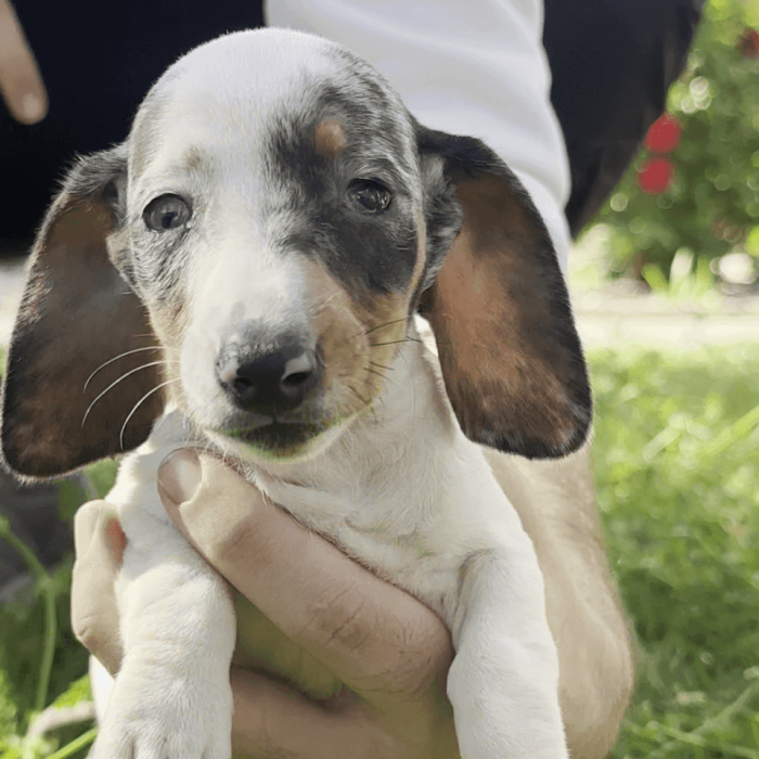 Cachorro Teckel en Padul, Granada – Criadero el Molino
